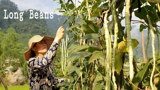 Harvest Long Beans And Cook A Delicious Meal #2 