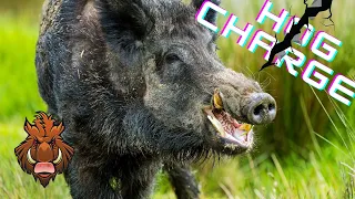 Big game hunt Argentina - wild boar charge to kill - Argentina big hunting wild boar stalking