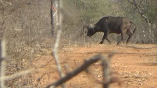 Motsomi Safaris Rifle Hunting Buffalo Ackinclose