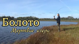 Огромное болото, "мертвые" озера, трясина, Красивая релка.