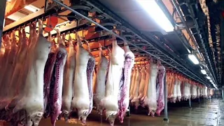 Largest Modern Pig Farm In The World - Million Dollar Pork Processing Technology & Cutting Line