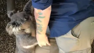 Koala Maggie loves her keeper