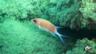 Il pesce scoiattolo a Miramare