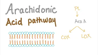 Arachidonic Acid Pathway - The most Comprehensive Explanation!
