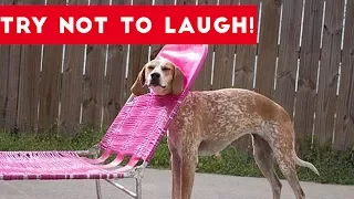 Try Not To Laugh At This Funny Pet Video Compilation | Funny Pet Videos