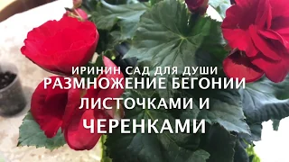 Размножение бегонии листочками и черенками.