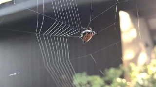 Паук плетёт паутину - непостижимое волшебство природы!