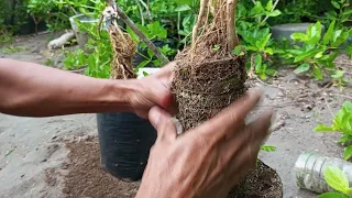 Expose root bonsai Sancang usia 0 sampai 6 bulan