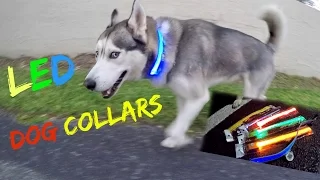 Awesome LED Dog Collar! (Review)