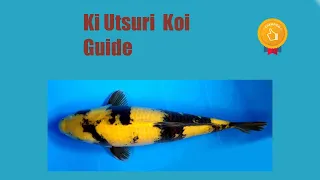 What colors are Ki Utsuri Koi variety?