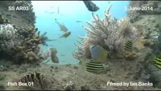 South Stradbroke Artificial Reef - June 2014