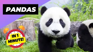 Pandas - In 1 Minute! 🐼 One Of The Worst Animal Mothers In The Wild | 1 Minute Animals