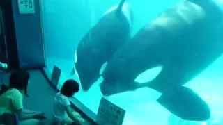 子供と遊ぶシャチの親子【名古屋港水族館2012】