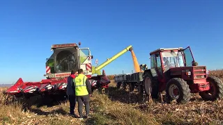 Recoltăm porumbul la Hotar-Bihor cu combina Claas Dominator 98 DS-tractor UTB 650- Renault 891-4