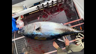 Western Port Monster Bluefin Tuna Victoria
