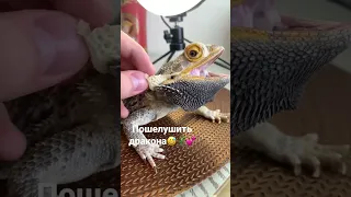 Линька у ящерицы 🦎❤️