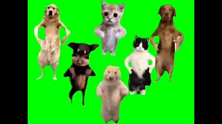 GREEN SCREEN - Animals dancing to Chinese song