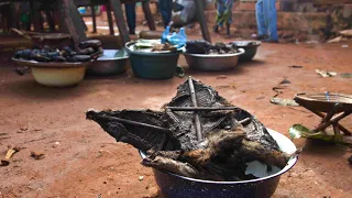 I went on a bushmeat hunt in the Central African Republic - here's why