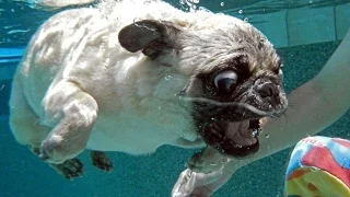 Funny Pug swimming in the pool. Мопс купается в бассейне.