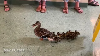 Make Way for Village Ducklings