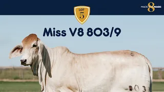 Miss V8 803/9 Brahman Heifer from Made for Magic VIII Online Sale