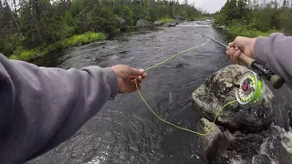 Fly Fishing for TROUT in the NEWFOUNDLAND WILDERNESS