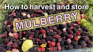 How to harvest and store mulberry - mulberry tree - mulberries