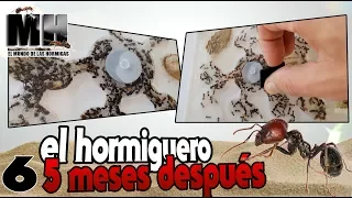 EL HORMIGUERO POR DENTRO 5 MESES DESPUÉS  | Hormigas Messor Barbarus