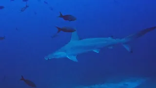 Cocos island December 2022-- The realm of cartilaginous fish