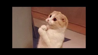 Попробуй не смеяться | Смешная подборка кошек | Funny cat fails | Animals Tab