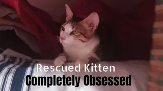 What Happened When A Rescued Kitten Becomes Completely Obsessed With Humans? | Soulmates