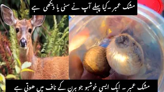 DEER MUSHK AMBER PRICE IN PAKISTAN | caudal glands of the male musk deer | ijaz usman travel