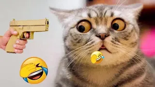 Funny Cats and Dogs Videos 2024 😺🐶 - Funniest Animals 2024 Collection 34