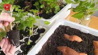 Propagate sweet potatoes this way and plant them in your garden