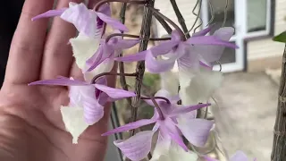 Dendrobium pierardii aphyllum