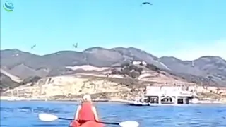 ❗️Калифорнияда баҳайбат кит икки аёлни ютиб юборди