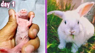 Rabbit Transformation | A Cute Baby Rabbit Grow Up