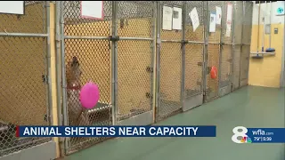 Manatee County waives adoption fees in response to influx of homeless dogs