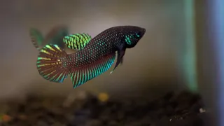 The Beauty of Wild Betta Stiktos