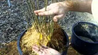 Propagating Clonal Rootstocks