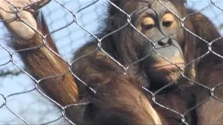 Cracker Crazy Orangutan