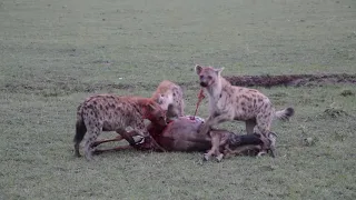 Hyena eats Wildebeast alive