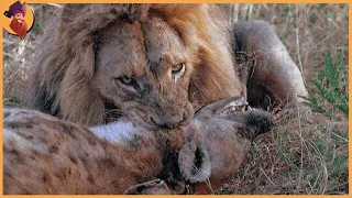 15 Most Incredible Lion Attacks Caught on Camera