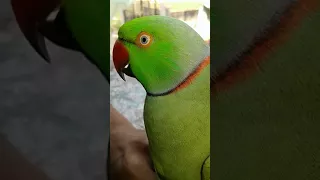 Bolta tota very cute my parrot ab  is duniya me nhi h 😔😭