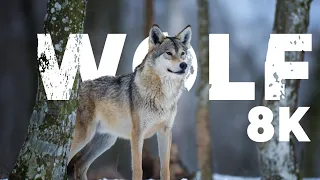WOLF 8K | Snow Wolf 8K | @CartoonHub.  | @8k
