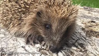 Snuffling Rescued Hedgehog Noises & Sounds - Hornbeam Wood Hedgehog Sanctuary