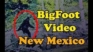 Bigfoot sighting in New Mexico - Santa Fe National Forest