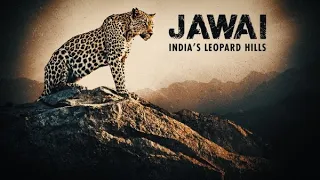 Jawai india's Leopard Hills   || Animal Wild HD Hindi || Animal Planet HD || animal wild hd hindi