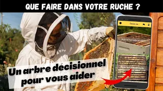 Que faire dans sa ruche ? Un arbre décisionnel pour vous aider à faire le bon choix 😉