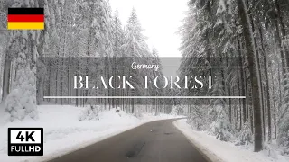 Drive in the Black Forest in White